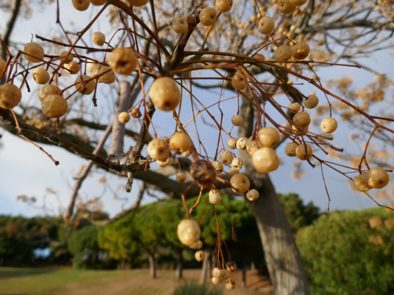 Fruits du margousier (lilas de Perse)