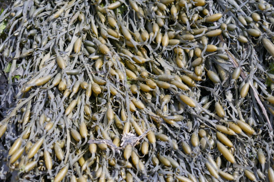 Fucus vésiculeux