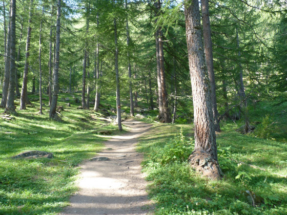 Futaie de mélèzes