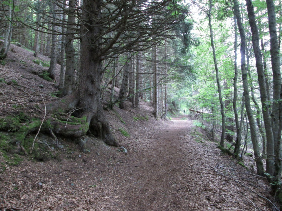 Vieux mélèze
