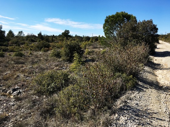 Garrigue typique de ce plateau calcaire
