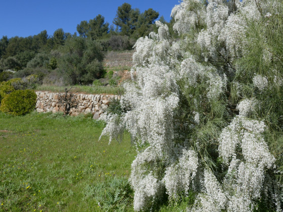 Genêt blanc (Retama Monosperma) Genêt blanc (Retama Monosperma)