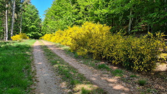Genêts en chemin