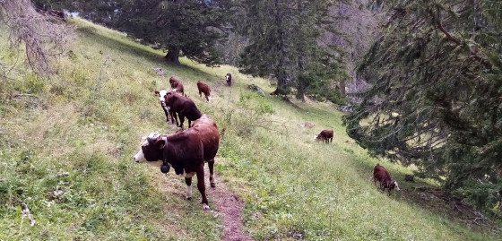 G&eacute;nisses Abondance