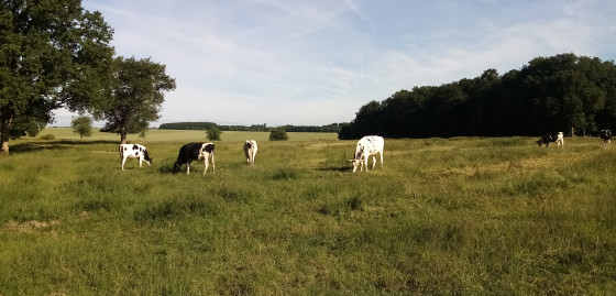 Génisses de race Holstein
