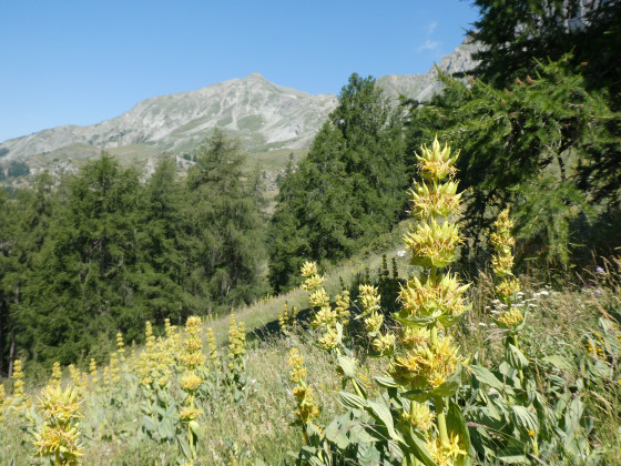 Gentianes &agrave; perte de vue