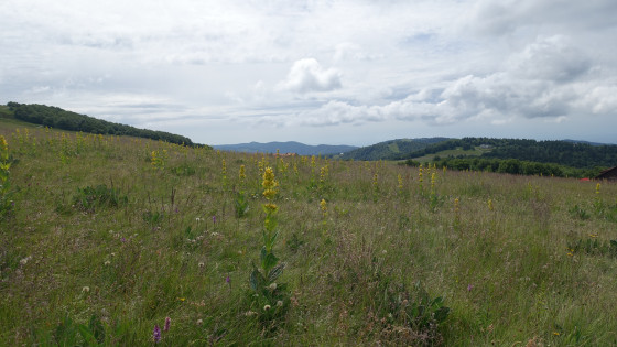 Gentiane jaune