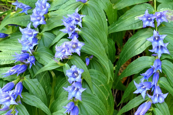Gentianes à feuilles d'asclépiade