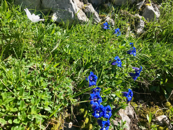 Gentianes bleues