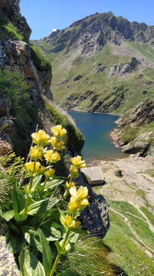 Gentianes jaunes et Lac Bleu
