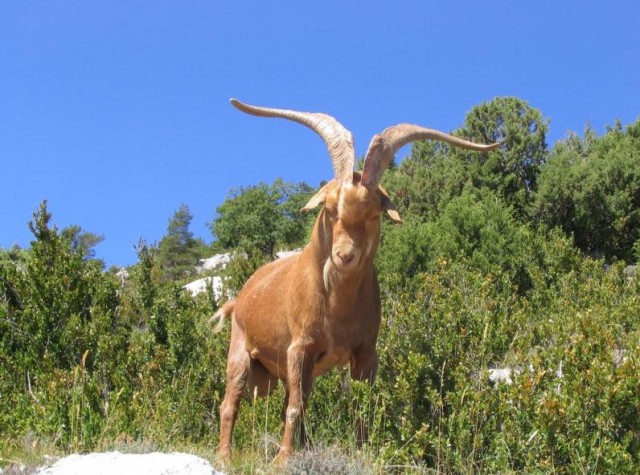 gilbert22