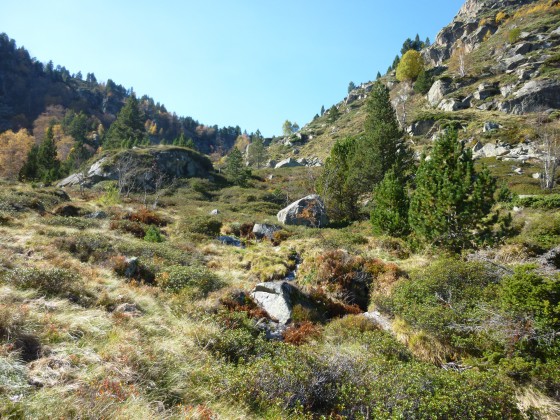 Gispet et rhododrendons