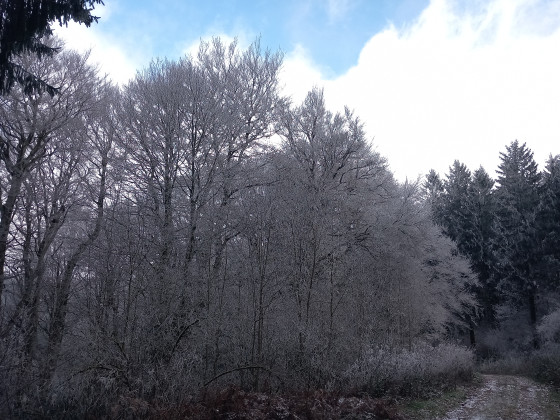 Givre de janvier entre Aude et Tarn