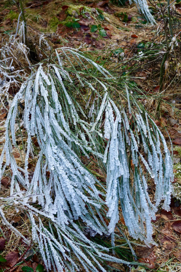 Givre...