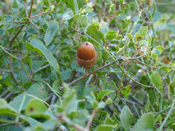 Gland de chêne Kermès