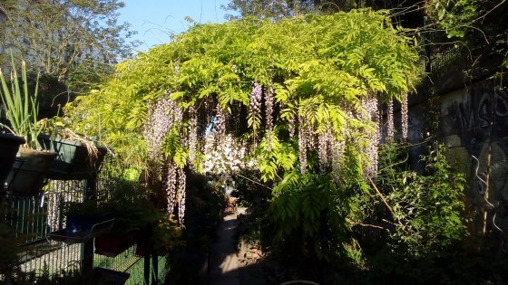 Glycine