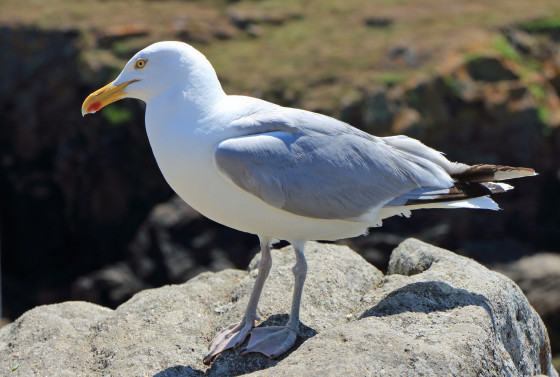 Goéland argenté