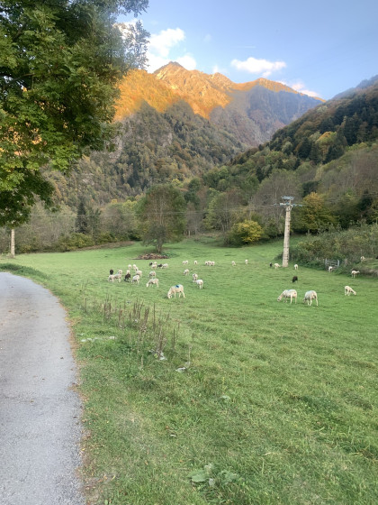 Brebis au p&acirc;turage