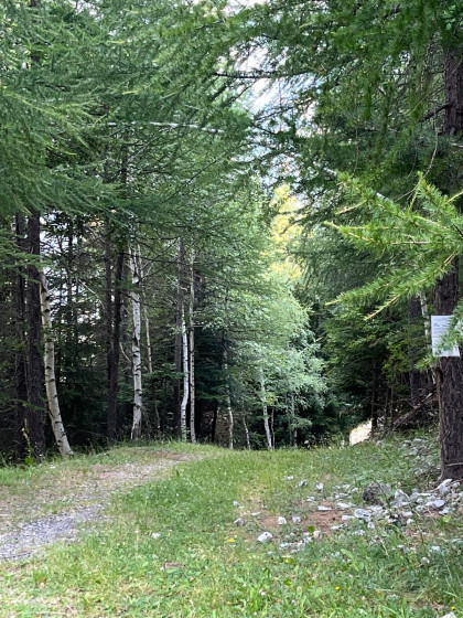 GR5 sous les arbres