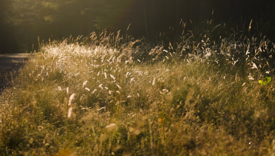 Gramin&eacute;es dans la lumi&egrave;re matinale