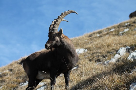 grand bouc