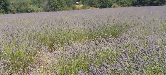 Grand champ de lavande pr&egrave;s du rep&egrave;re 4