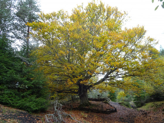 Grand hêtre à l\'automne