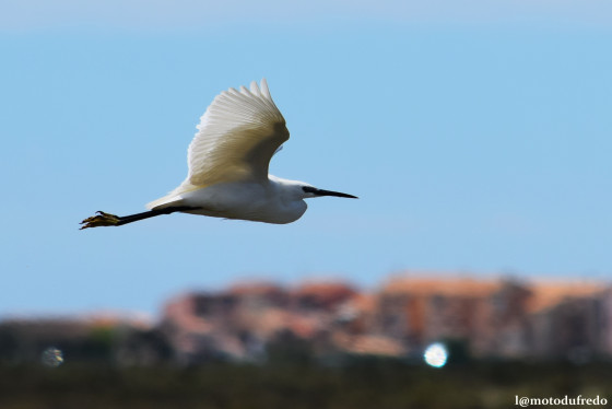 Grande aigrette en vol