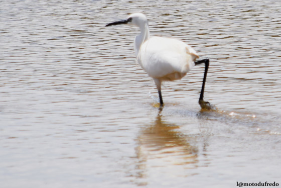 Grande aigrette