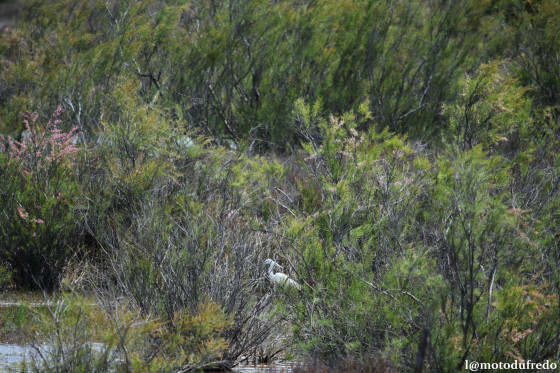 Grande aigrette