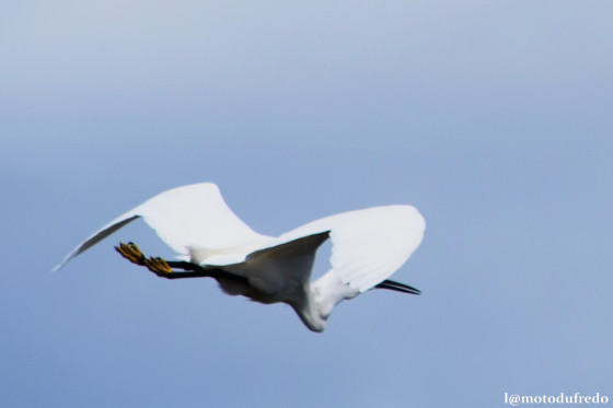 Grande aigrette