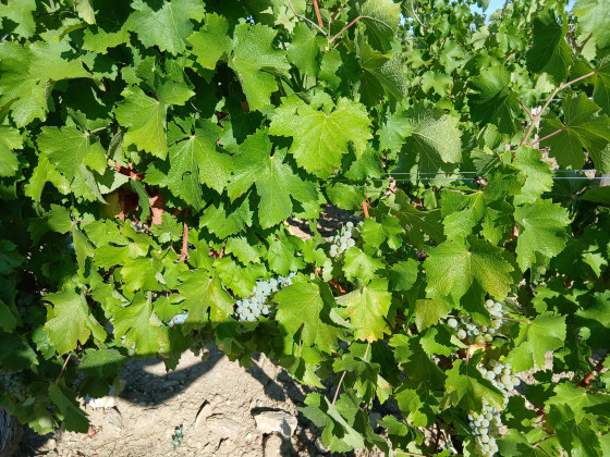 Grappes de Sauvignon prêt à être cueillies dans moins de 15 jours