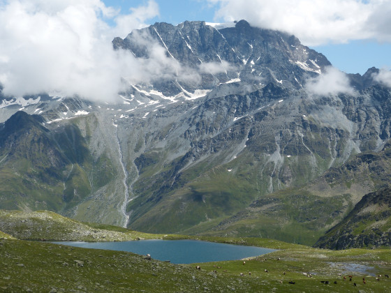 Troupeau paissant au Grand Le avec le Mont Velan en arrière-plan