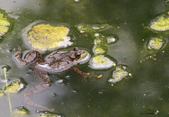 Grenouille verte