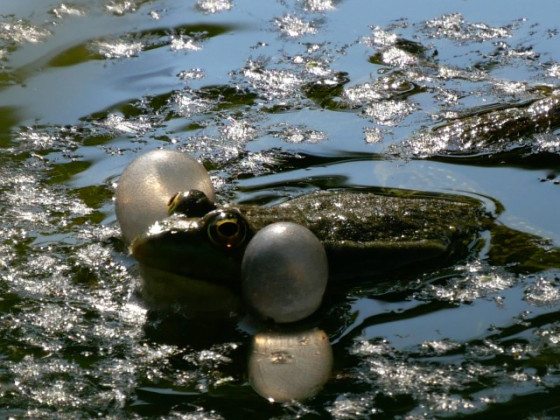 grenouille