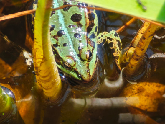 grenouille