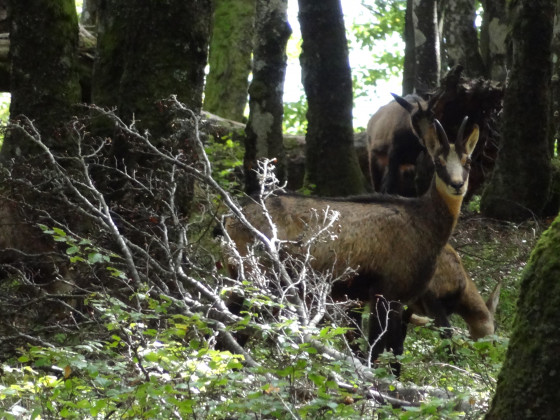 Chamois
