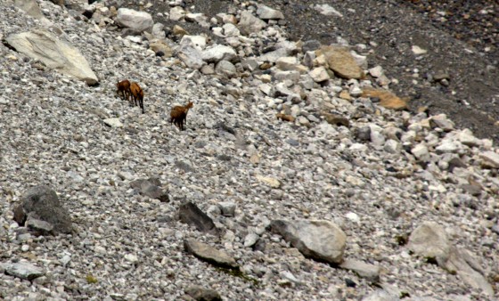 groupe de chamois