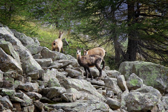 groupe de chamois