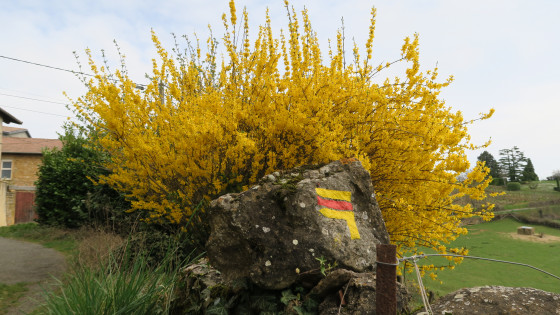 GRP tour du Beaujolais des Pierres dorées