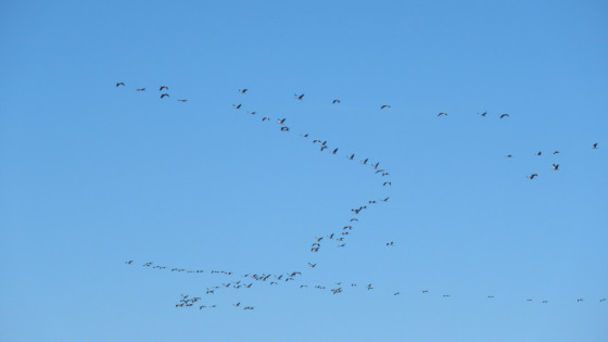 Grues cendrées