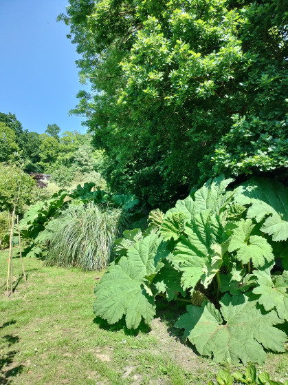 Gunnera près d'un étang