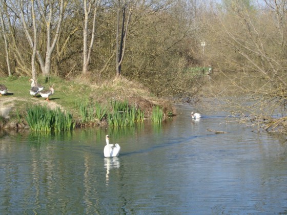Habitants de l\'étang