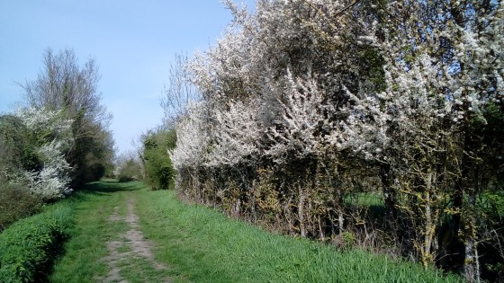 Haie fleurie