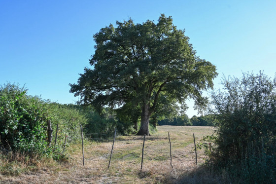 Haies, arbres et prairies