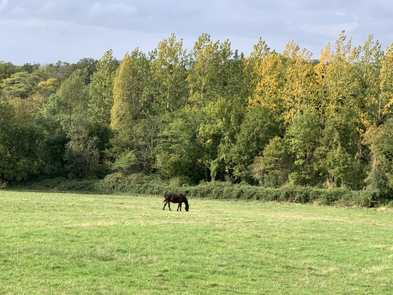 Haies et prairies sur les hauts