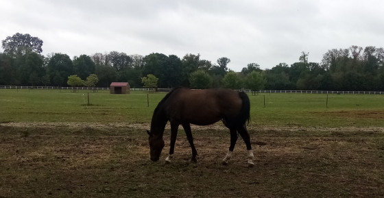 Haras de Jardy