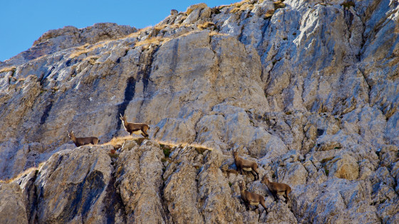 Harde de bouquetins sur les falaises du couloir de la Tête de Colombe