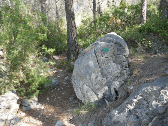 Haut du sentier dans la pinède