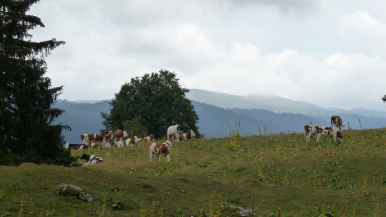 Haut-Jura par temps couvert